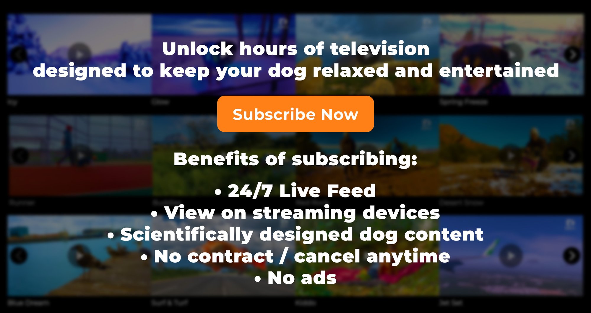 DOGTV-Bottom-Banner