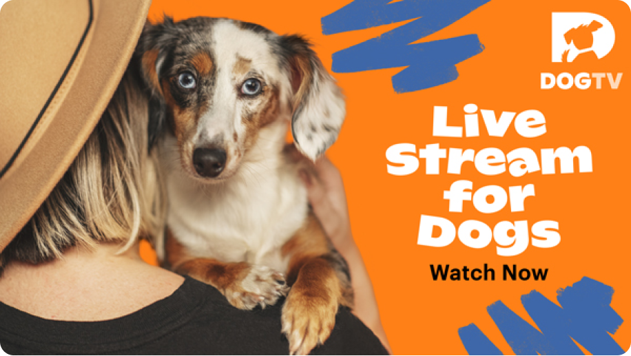 24/7 livestream for dogs with no ads