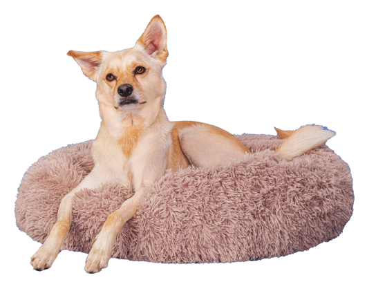 Dog In Bed