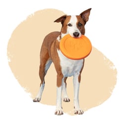 a dog holding a frisbee