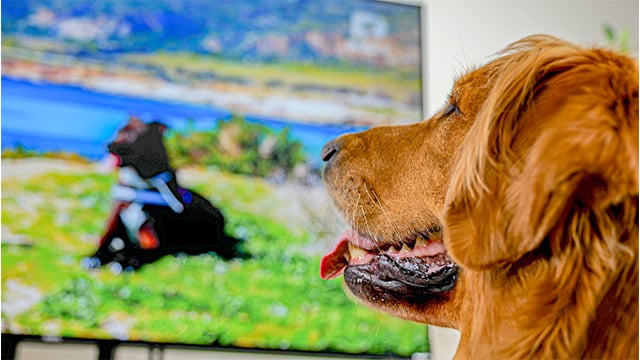 Dog watching DOGTV with vibrant colors he can see