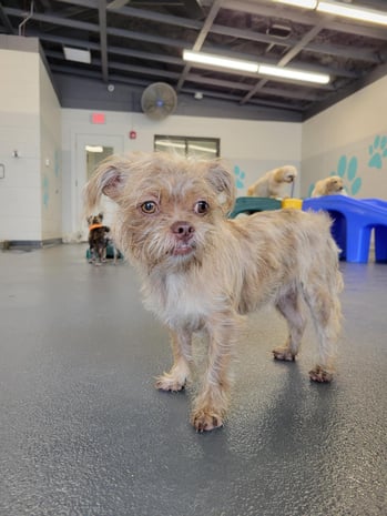 small shaggy dog in a daycare facility