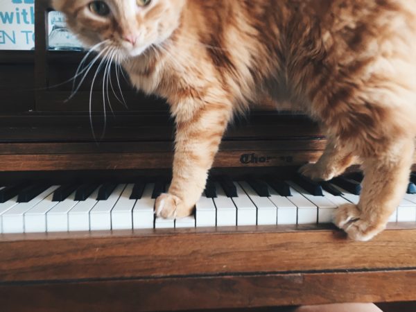 cat walking on piano