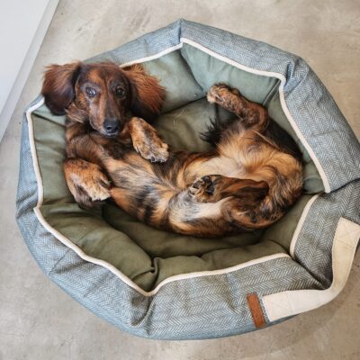 dog sleeping on its back