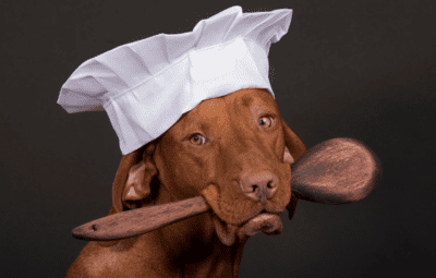 chef-dog