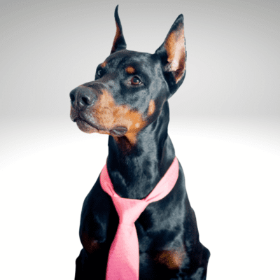 Business-dog