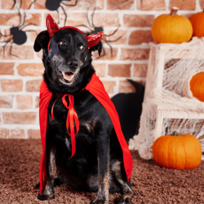 Dog devil halloween costumes sales