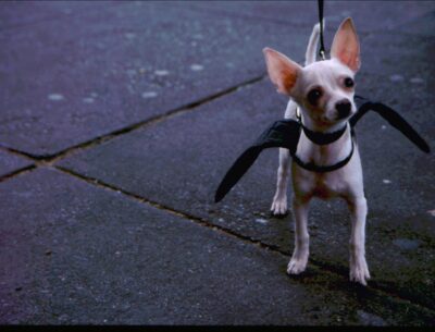 bat-dog
