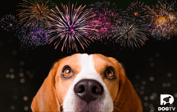 nervous dog looking up at fireworks