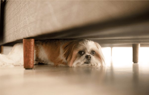dog hiding under couch