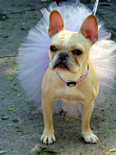 ballerina-frenchie