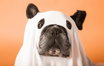 spooky-dog