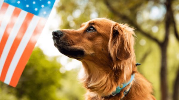 golden retriever looking at American flag