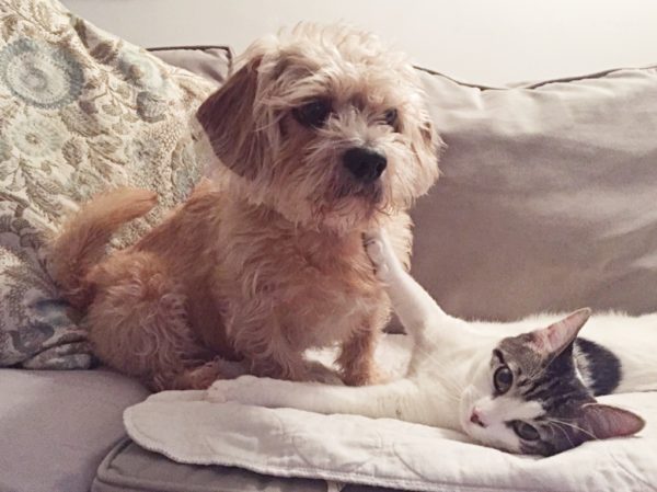 dog and cat sitting together on the couch