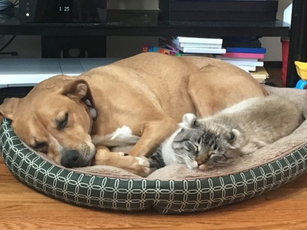 dog and cat napping on the same bed