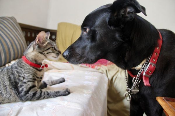 dog and cat sniffing each other