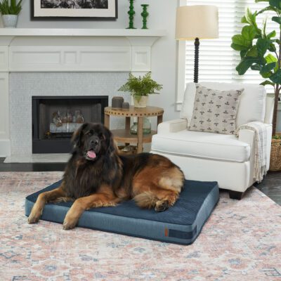 dog on foam lounge bed