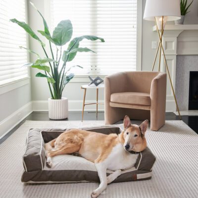 dog sleeping on its side