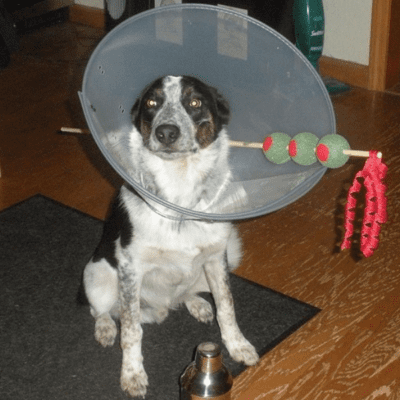 Dog cheap martini cone