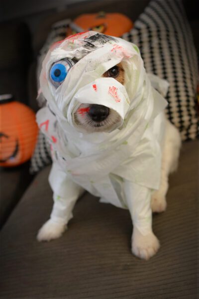 Homemade dog outfits outlet