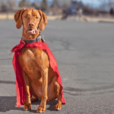 super-dog