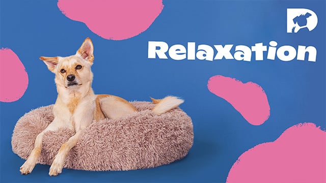 Relaxation videos for Dogs with anxiety