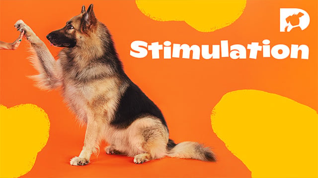 Stimulation videos for senior dogs, bored dogs or puppies