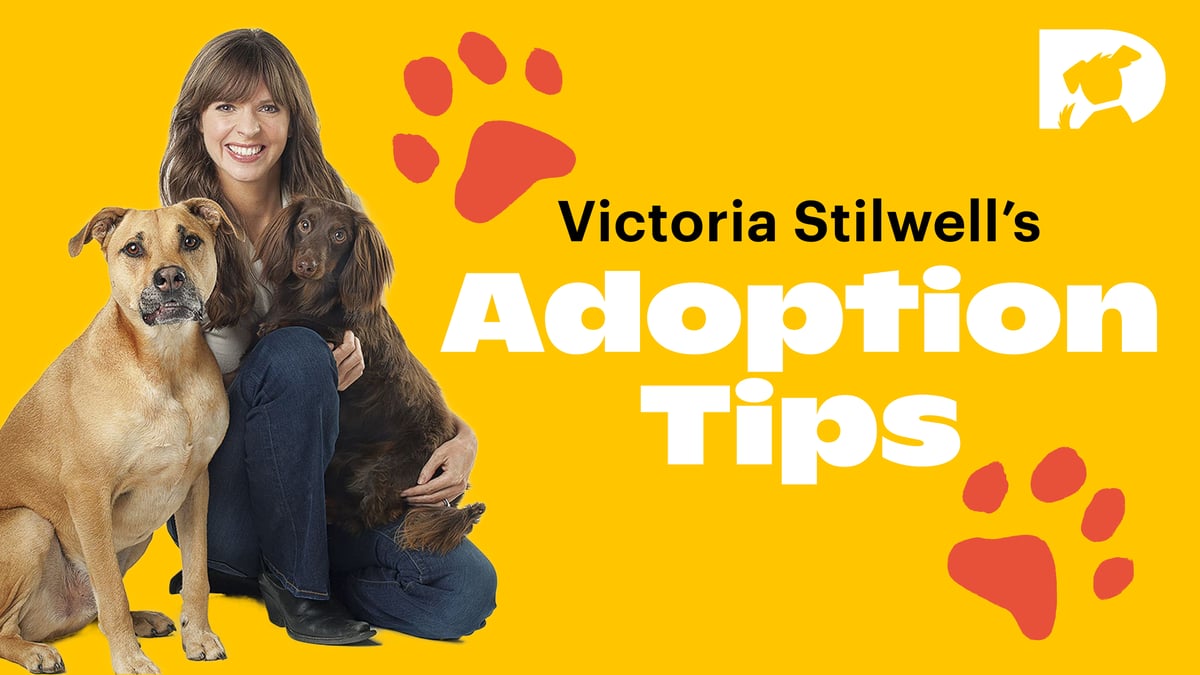 Victoria Stilwell's Adoption Tips