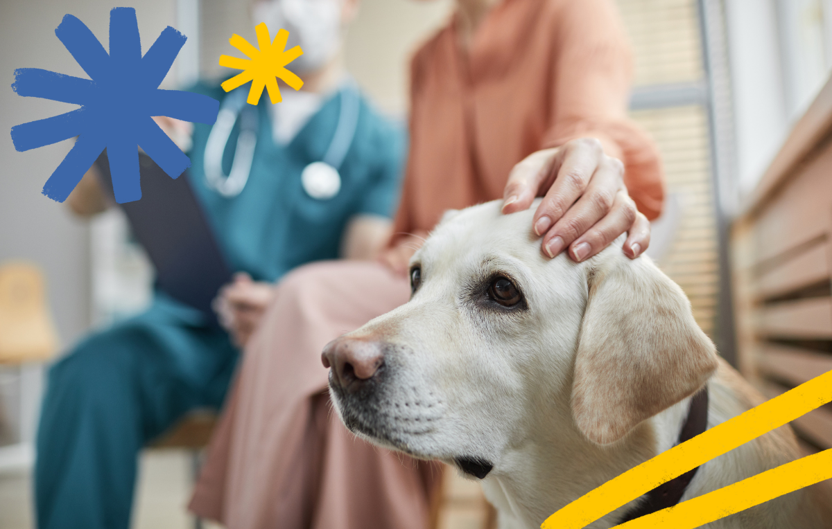 yellow lab with its owner's hand on its head. A veterinarian is seen in the background wearing a stethescope and scrubs