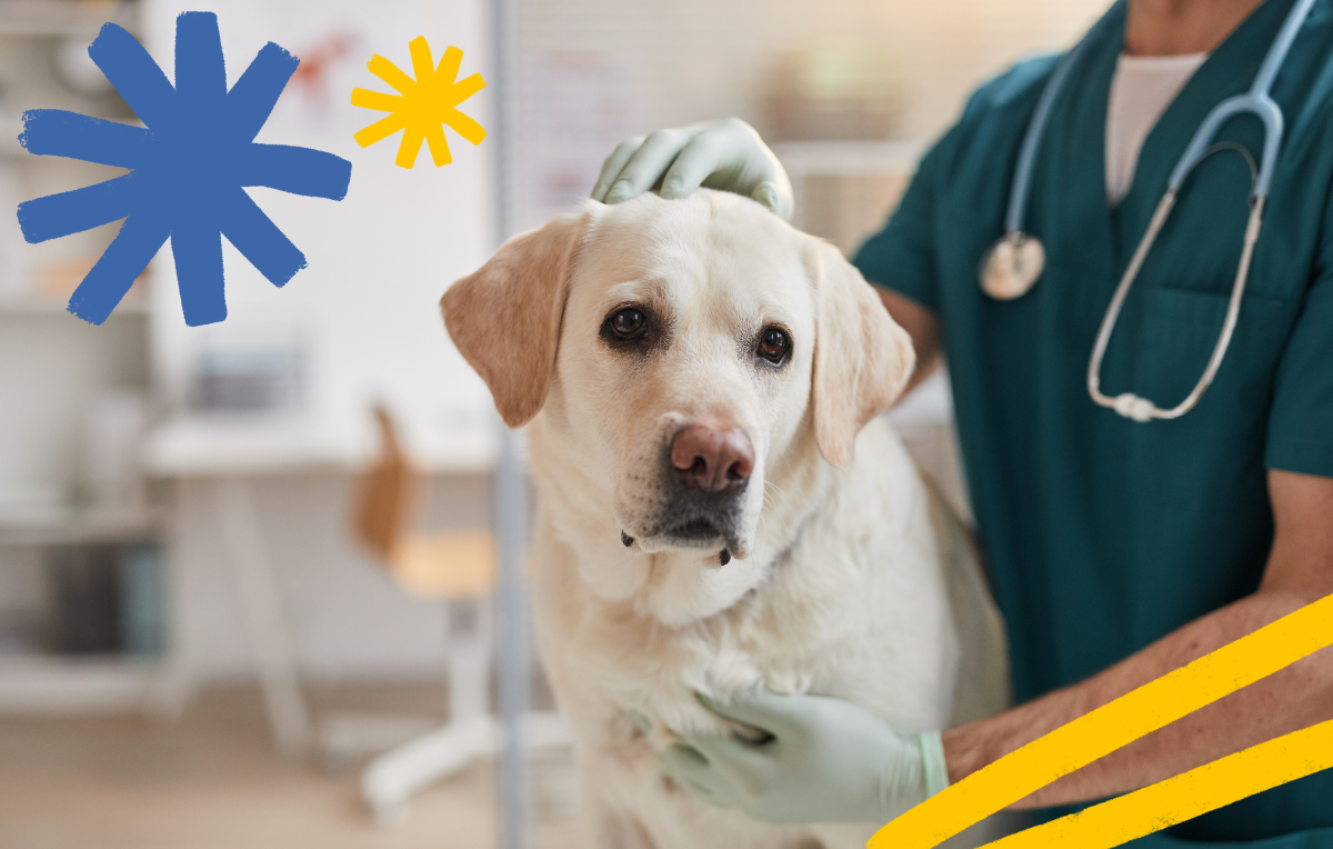 Golden lab at the vet