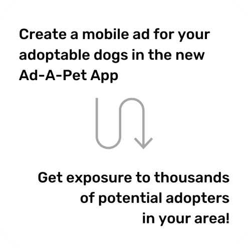 Adoptable Dogs