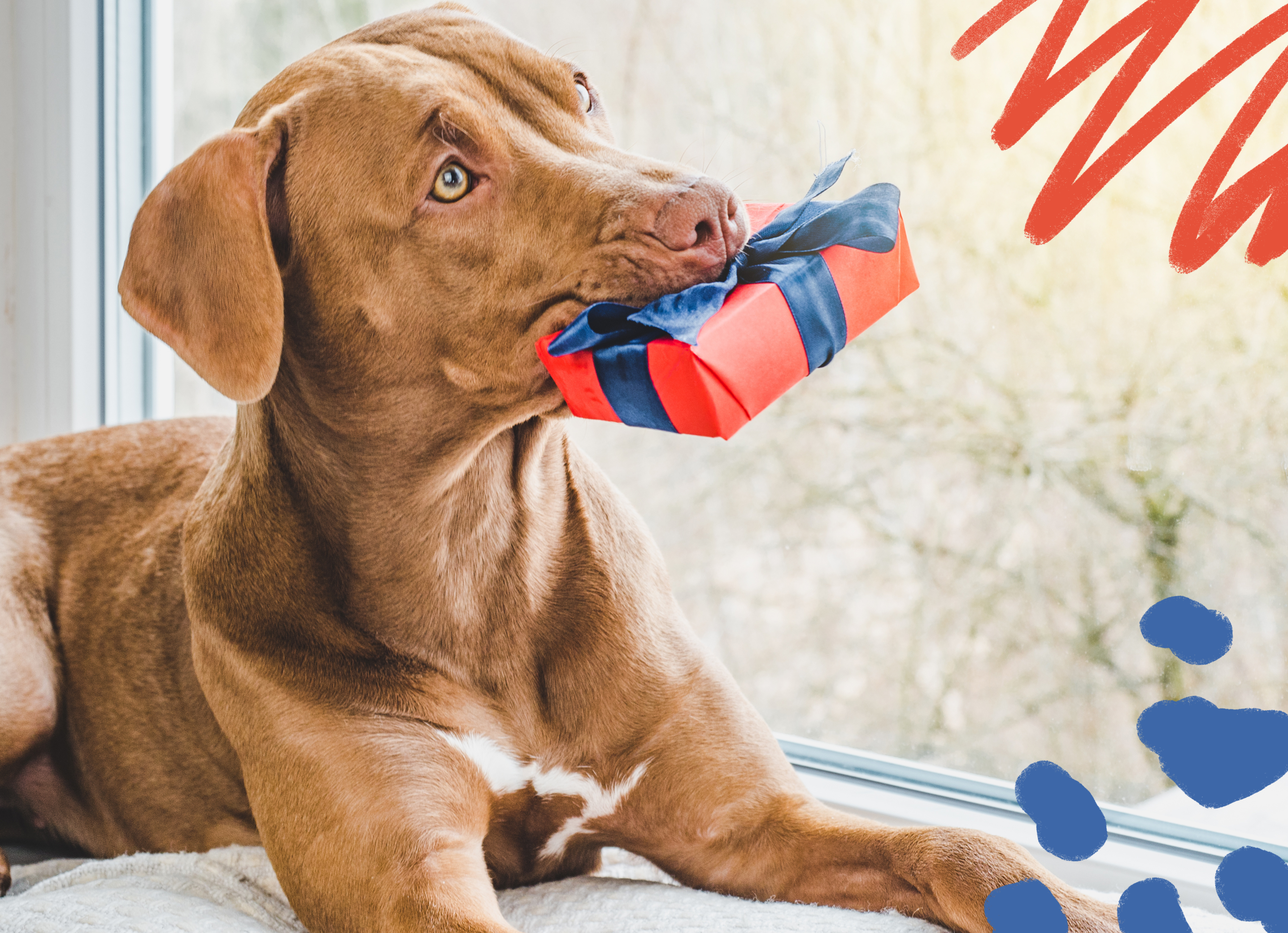 Holiday Gifts Your Dog Will Love!