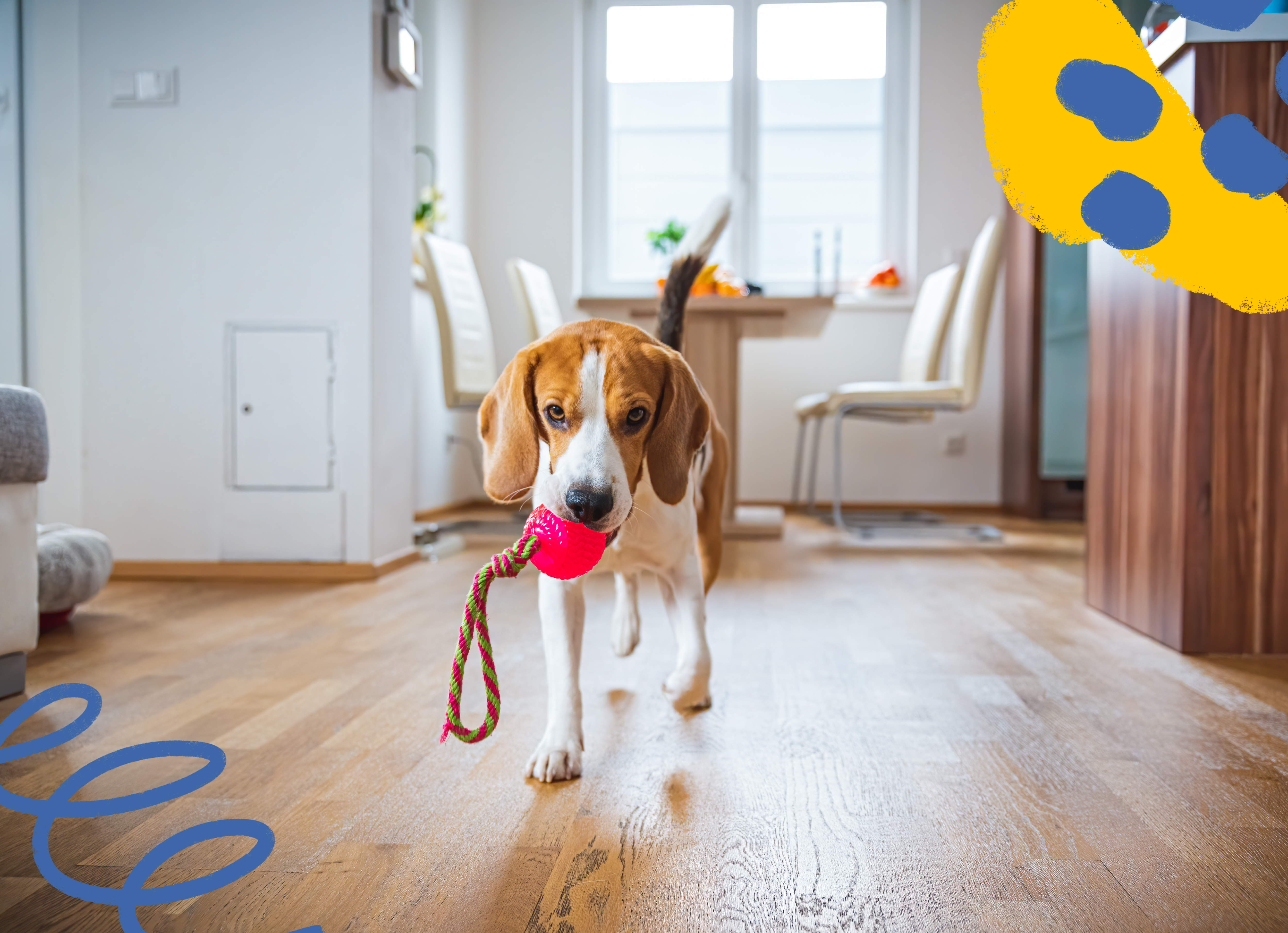 Hound dog holding onto a ball toy while walking inside a home