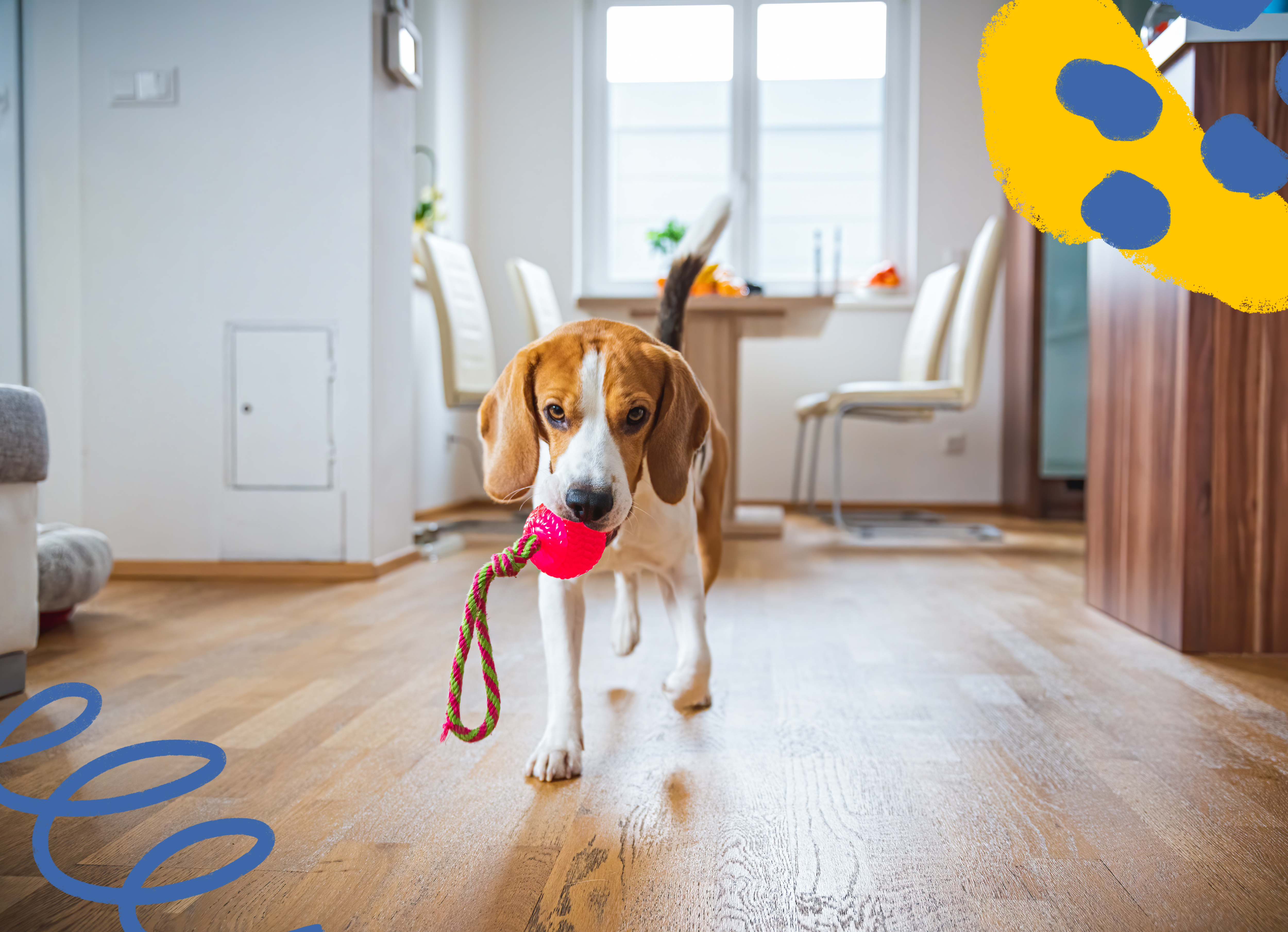 5 Ways To Keep Your Dog Active Indoors