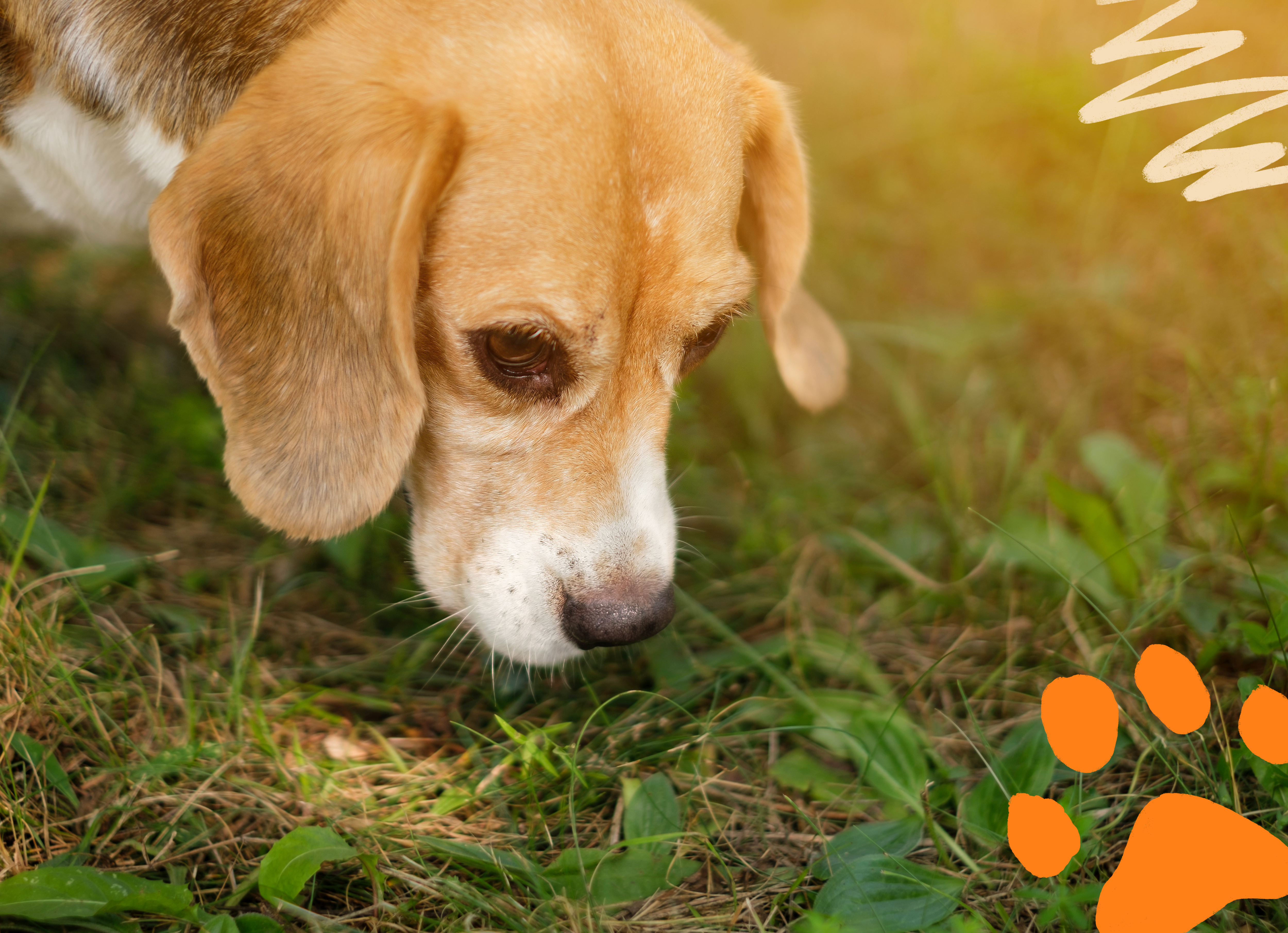 beagle dog sniffing the ground outside