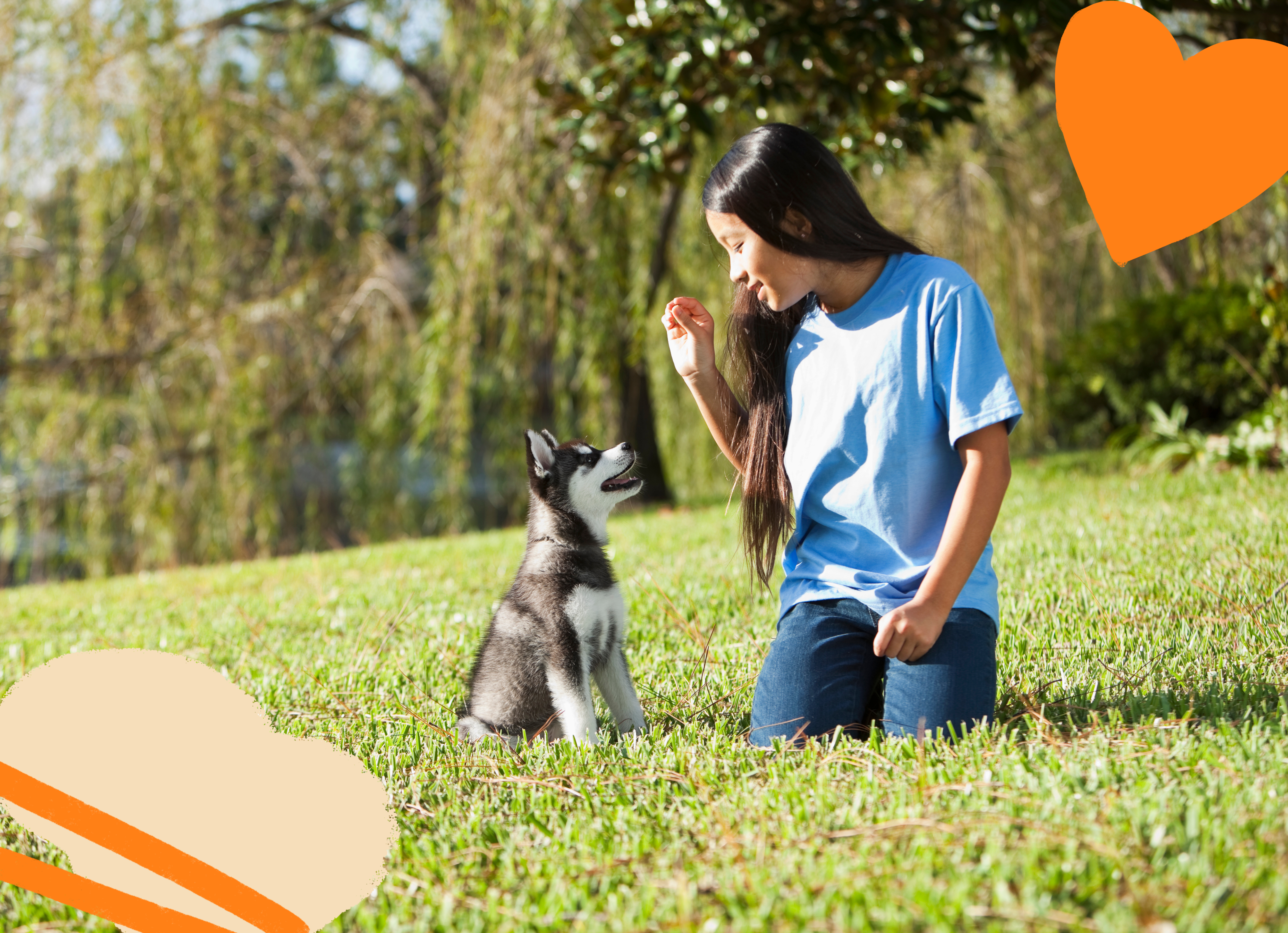 Husky puppy sitting outside with a person training it