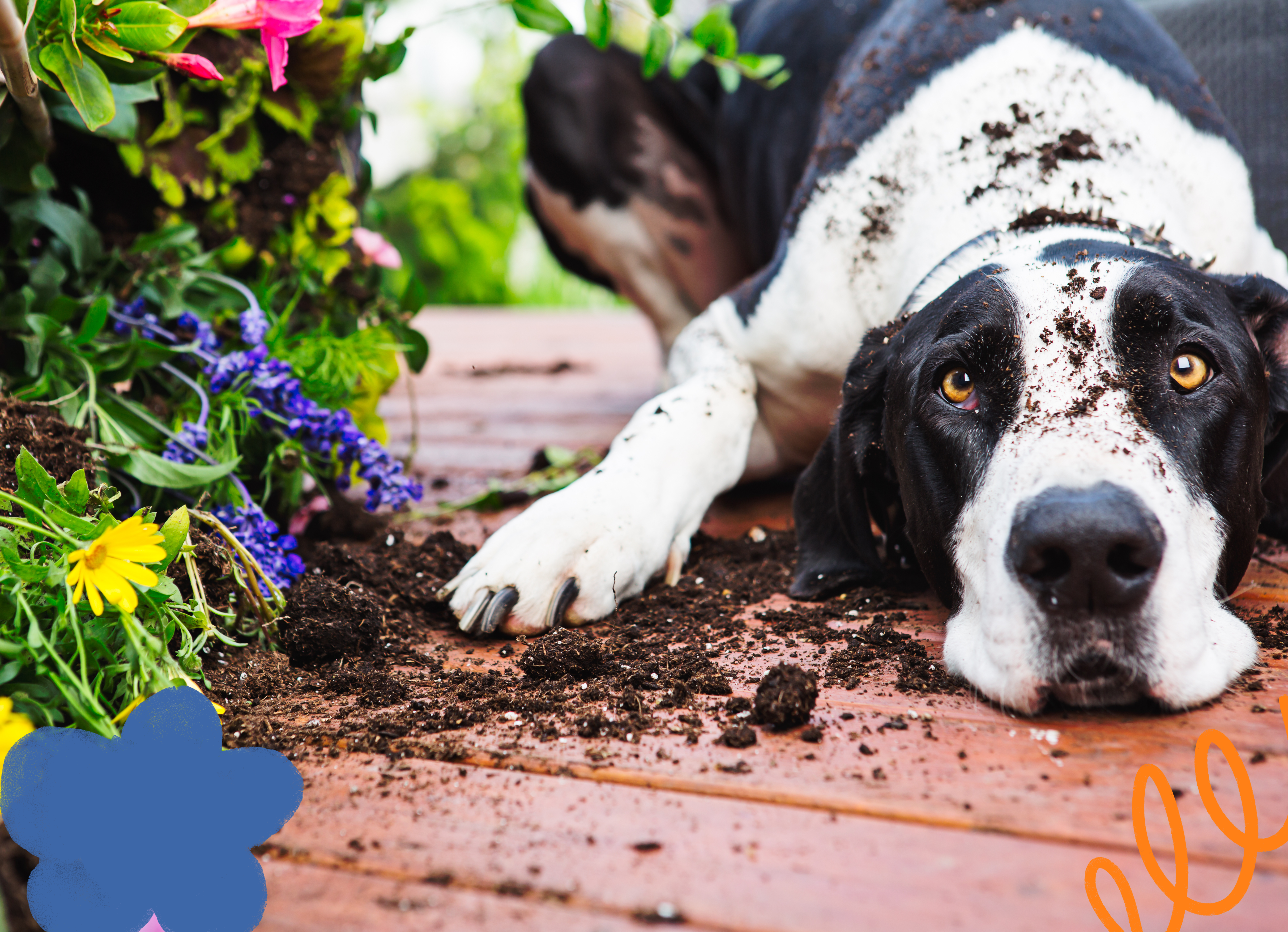 Large dog laying down on a deck with an overturned plant and dirt on the ground