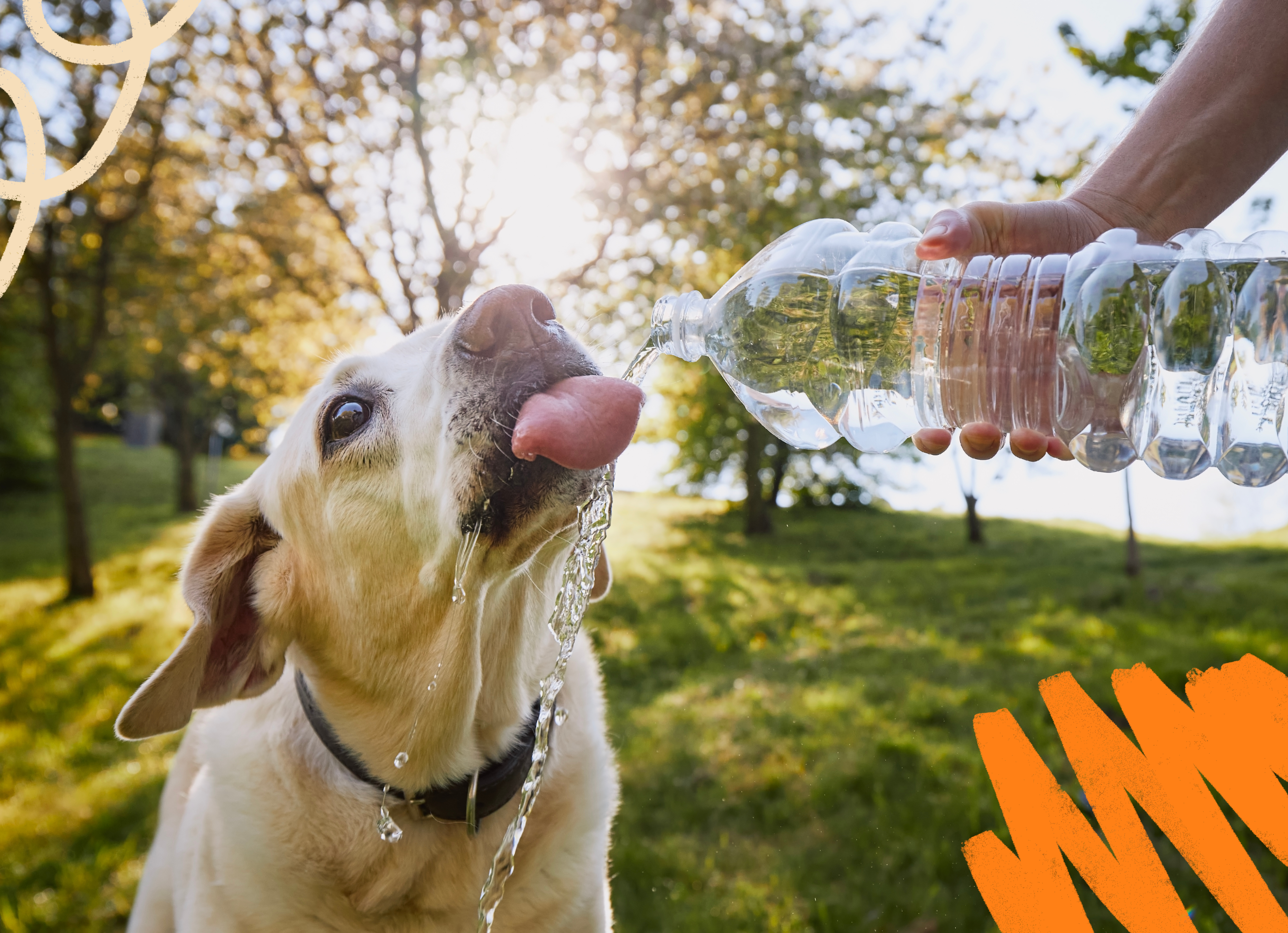 5 Ways To Get Your Dog To Drink More Water