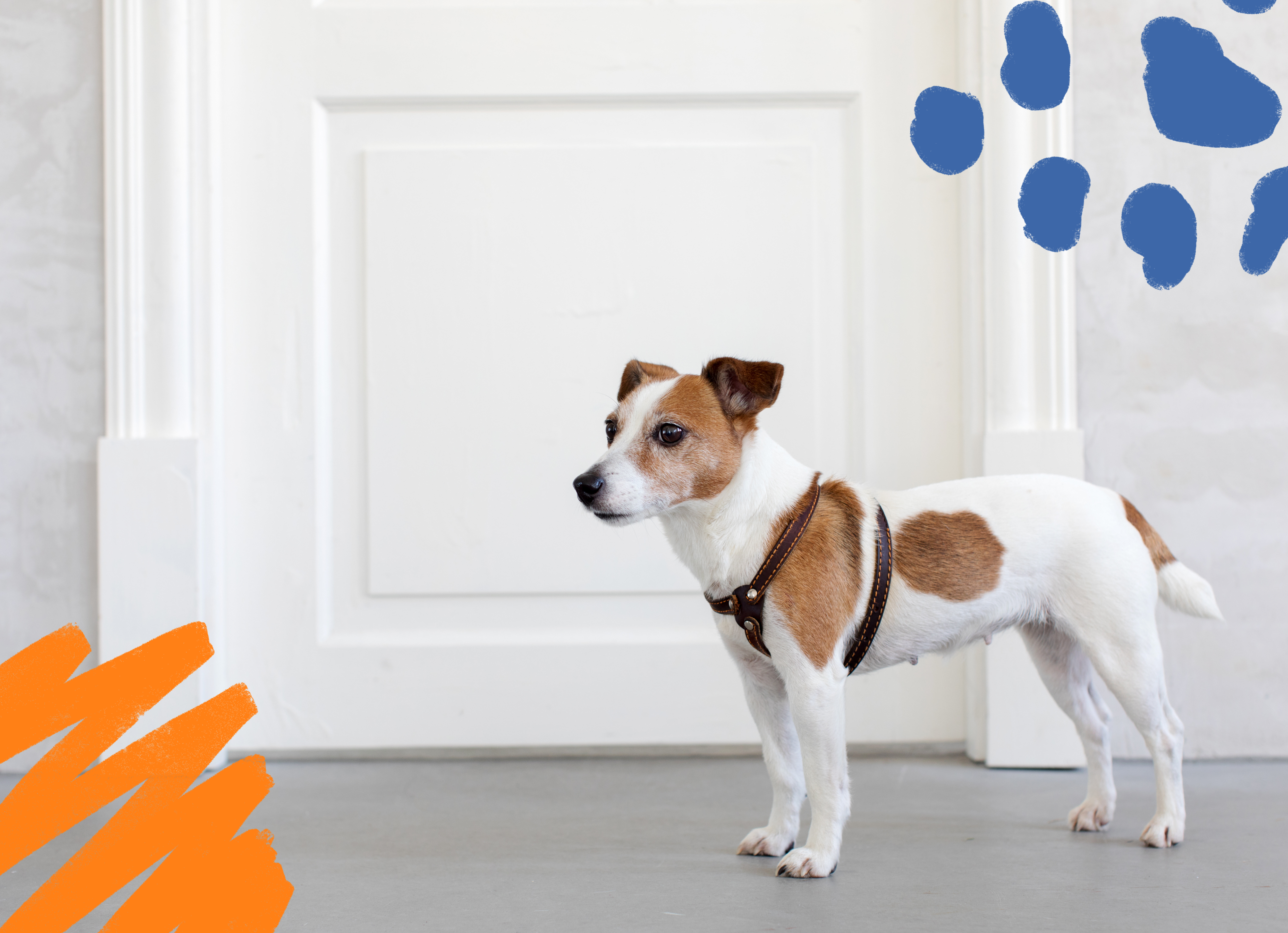 small tan and white dog wearing a harness and standing near a white door
