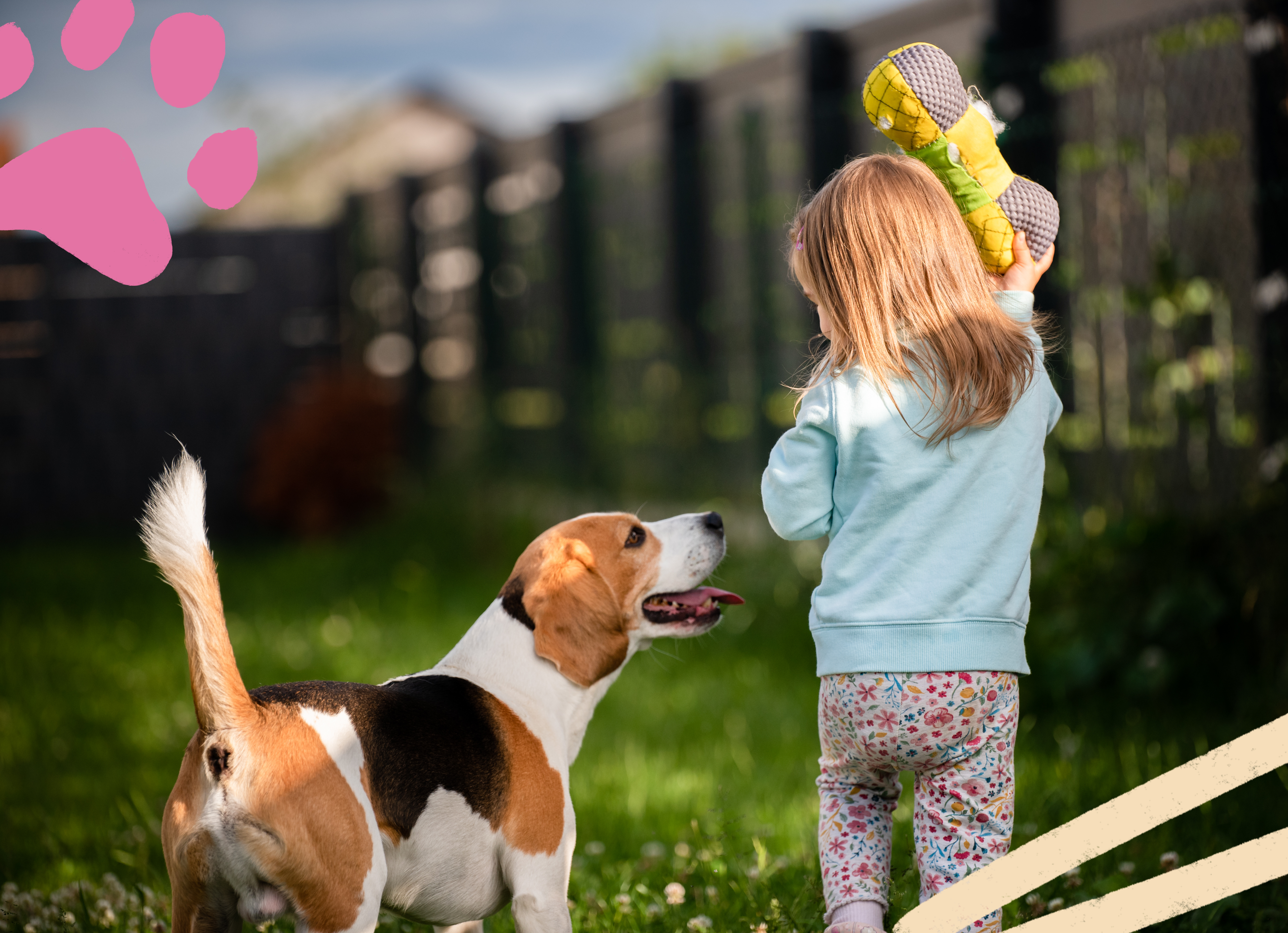 Beagle and a young girl walking next to each other outside away from the camera