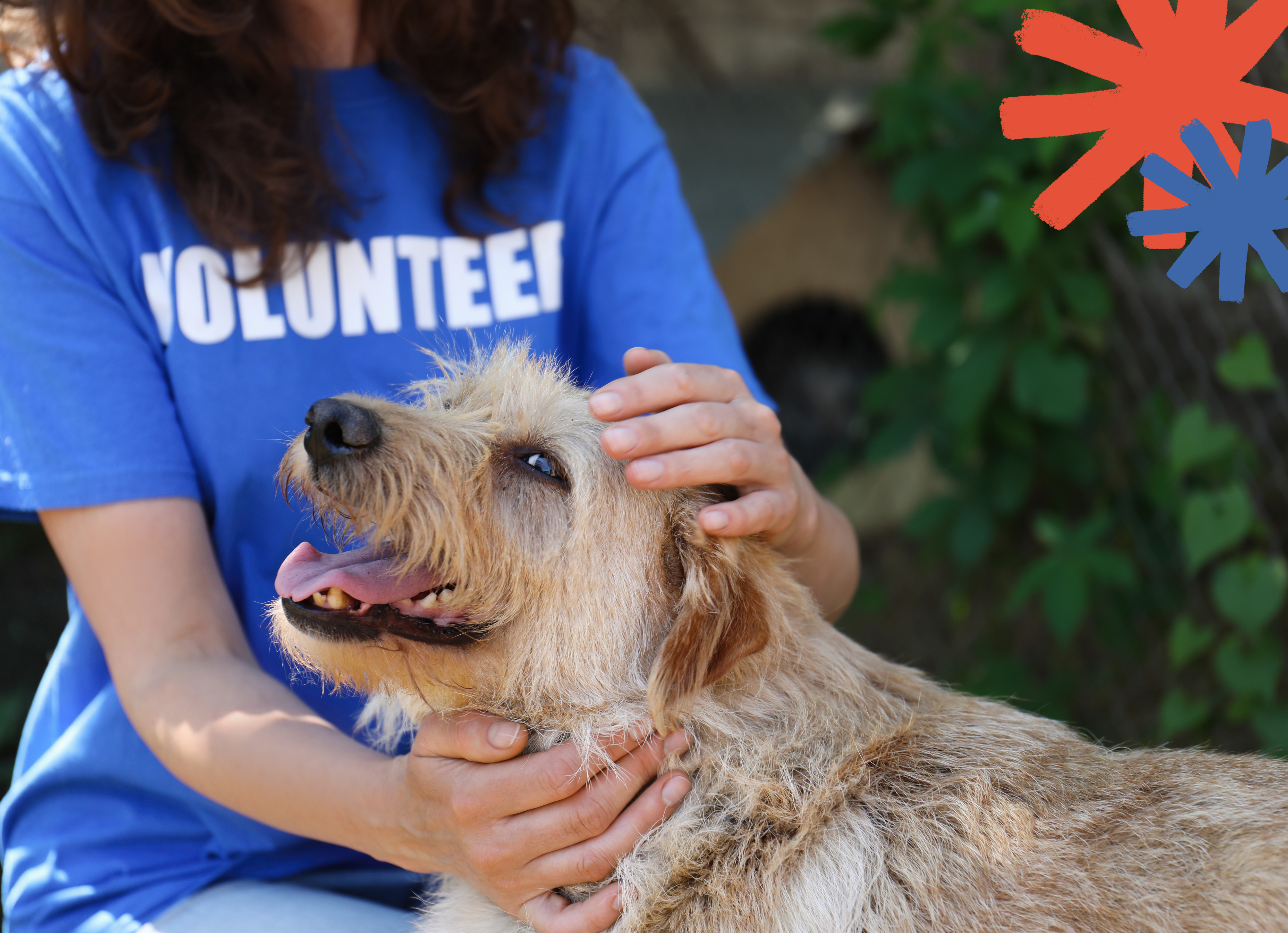 Tan shaggy dog with its head being pet by a woman wearing a bright blue volunteer shirt