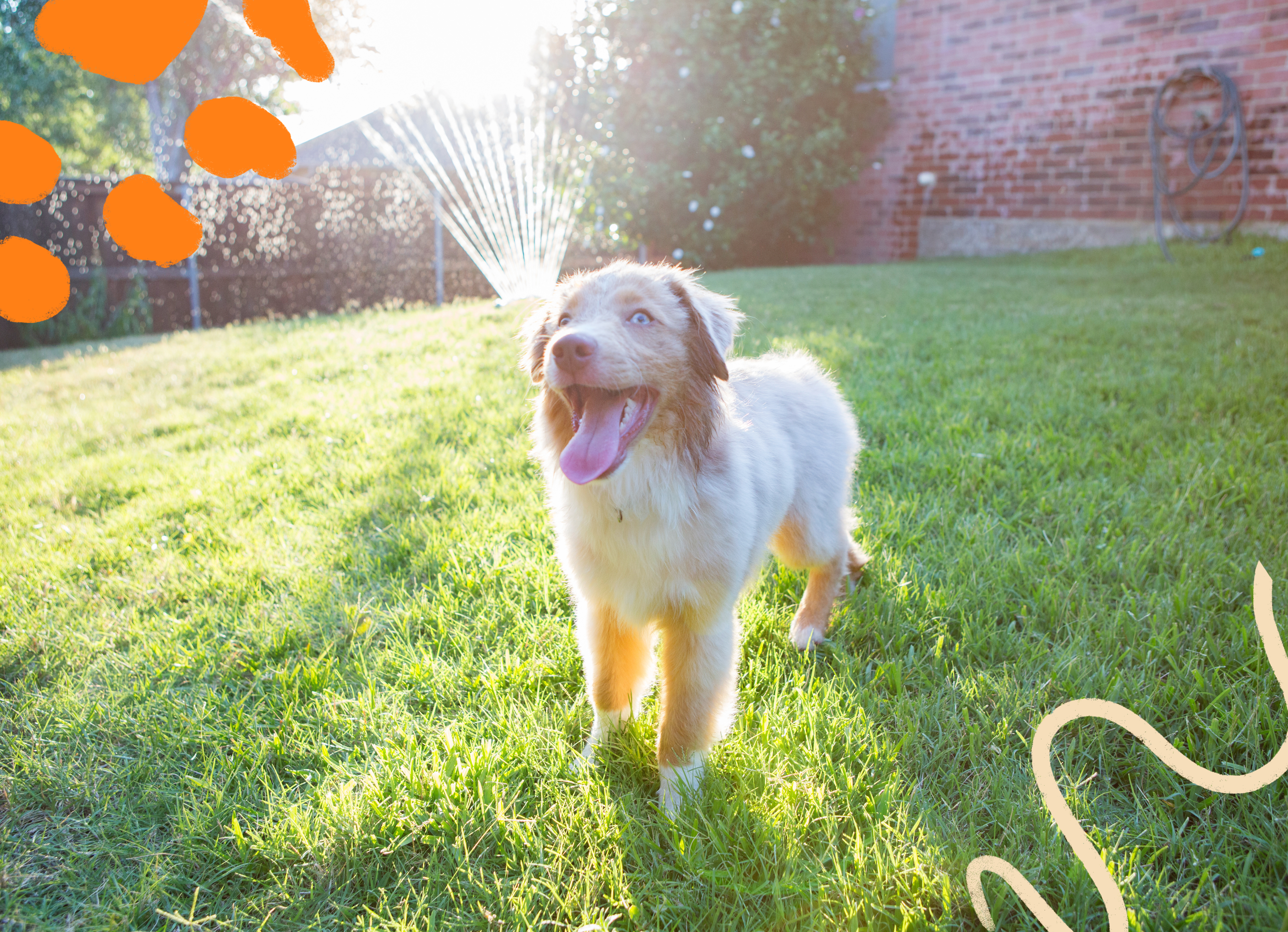 Smiling dog standing on grass in front of a sprinkler