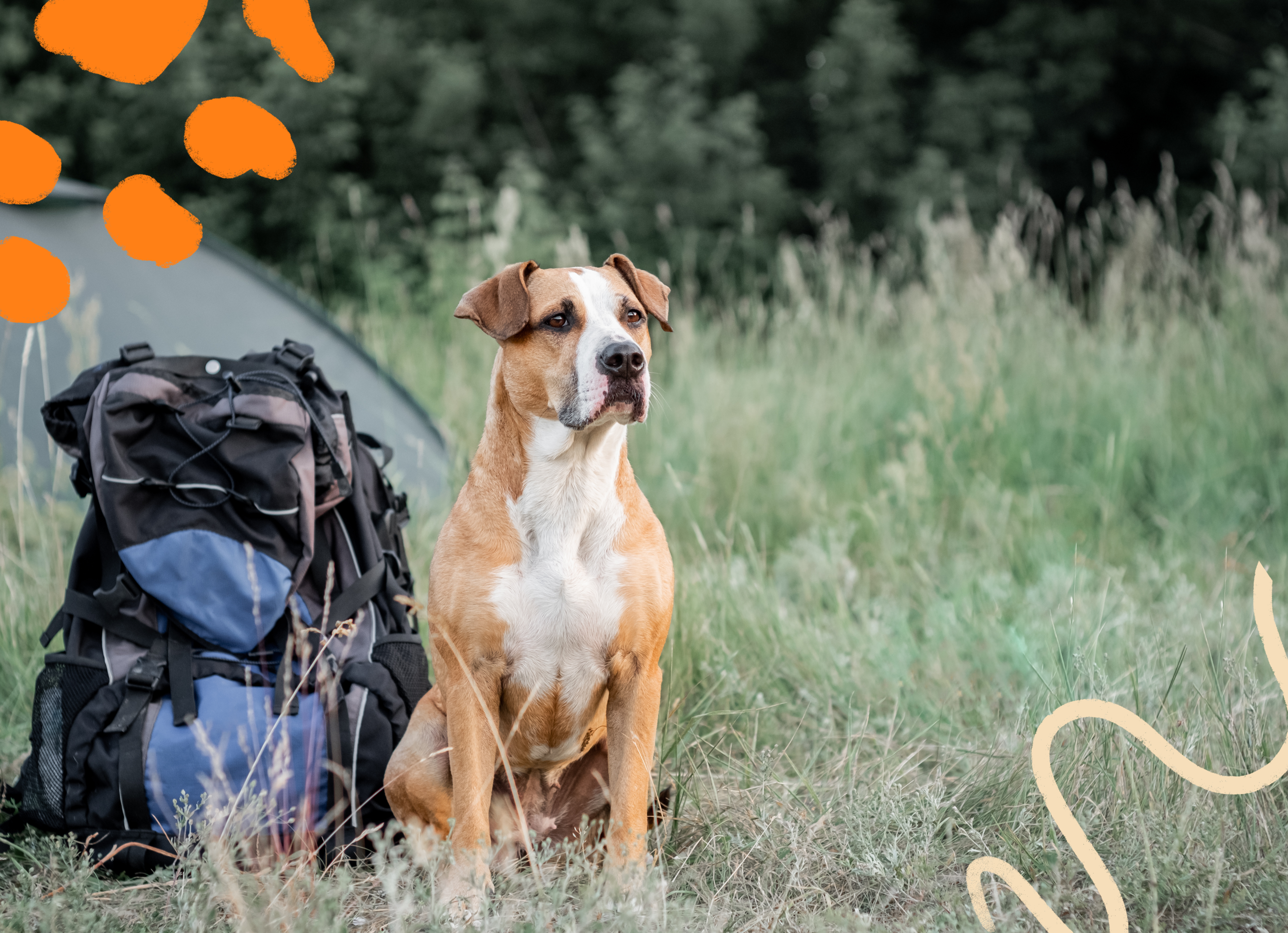 Tan and white medium sized dog sitting outside next to a blue hiking backpack