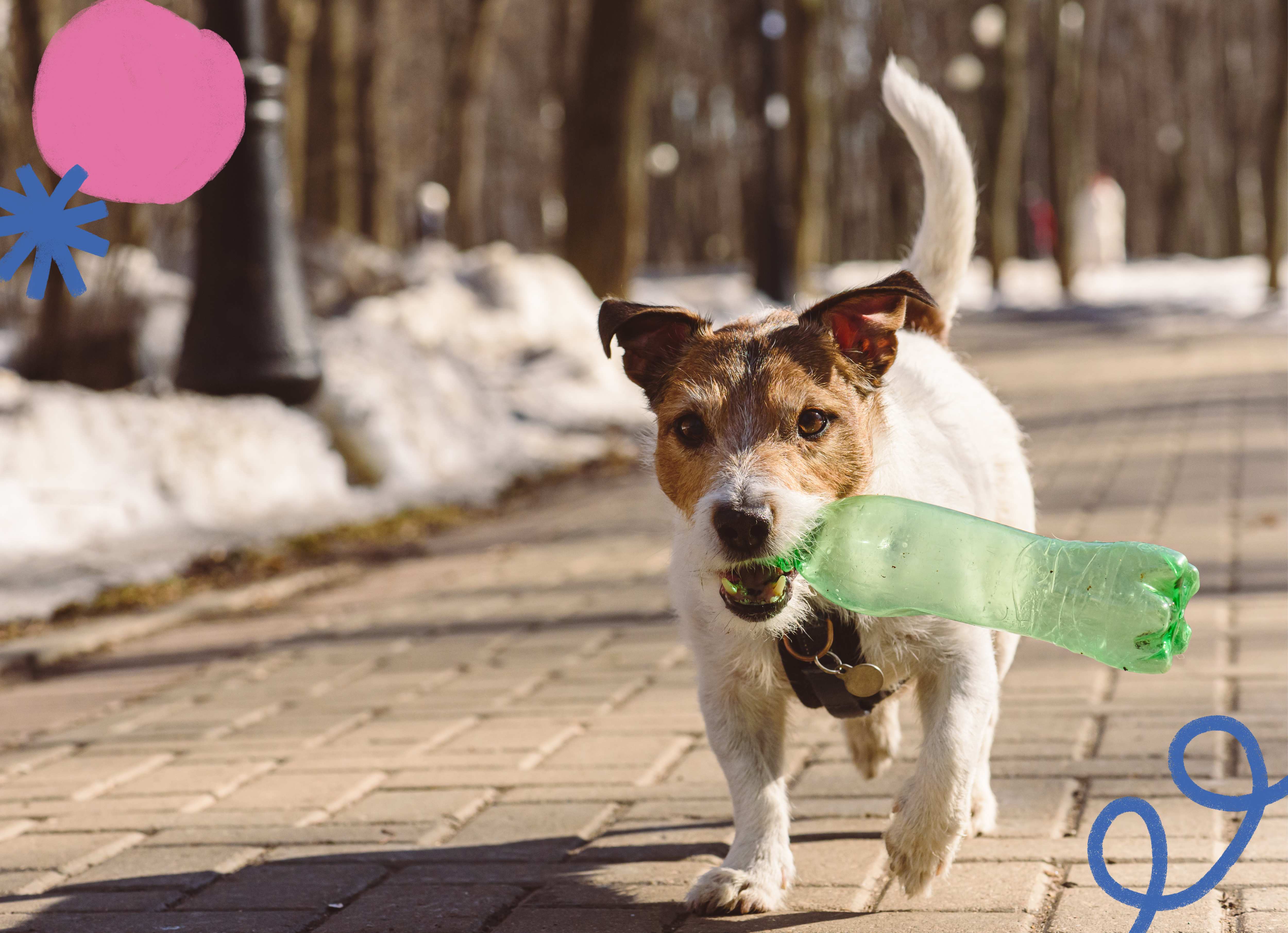 Jack Russell terrier walking outside with an empty plastic bottle in its mouth