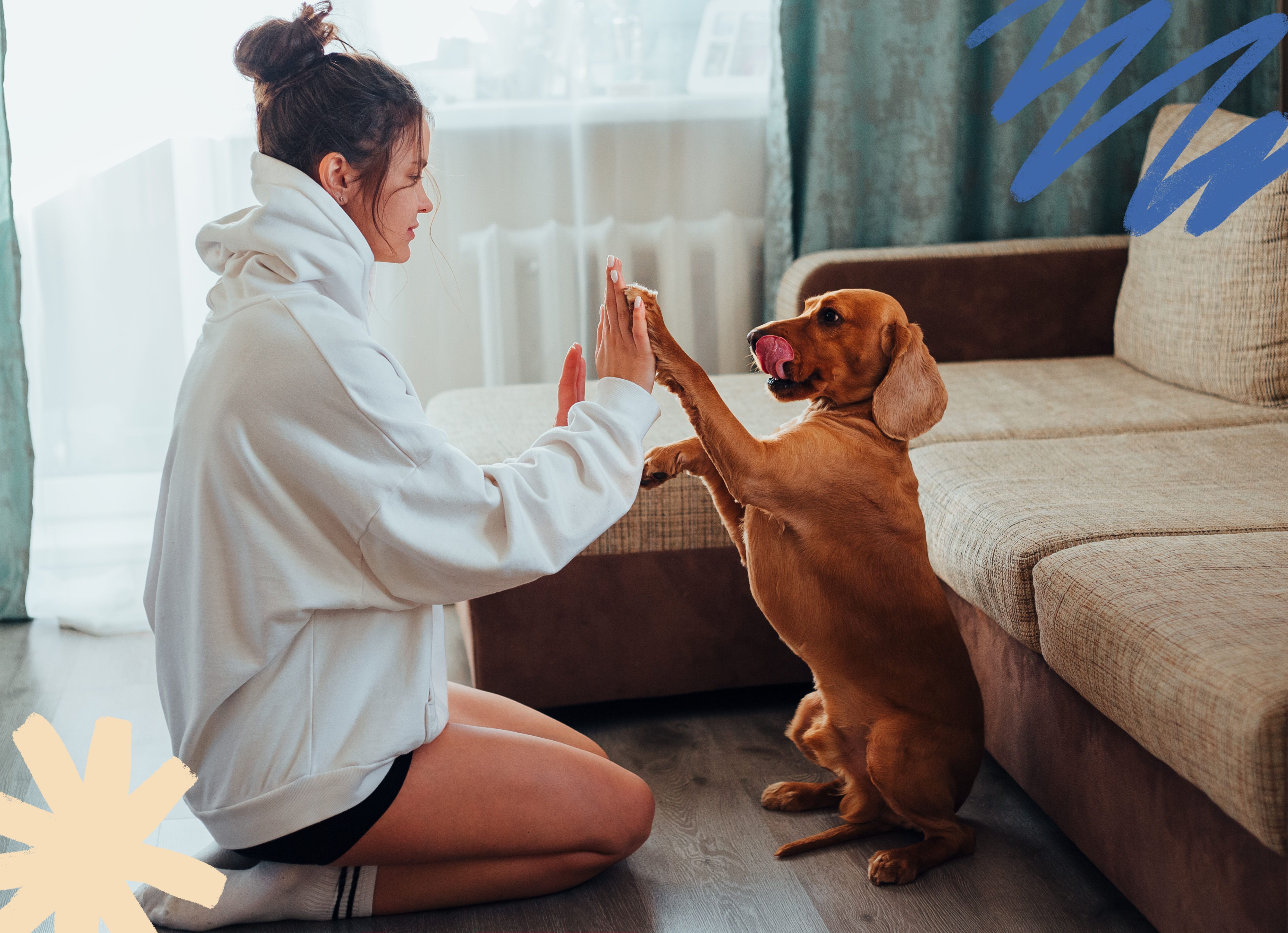 woman in a white sweatshirt kneeling in front of a brown dachshund with his paw touching her palm