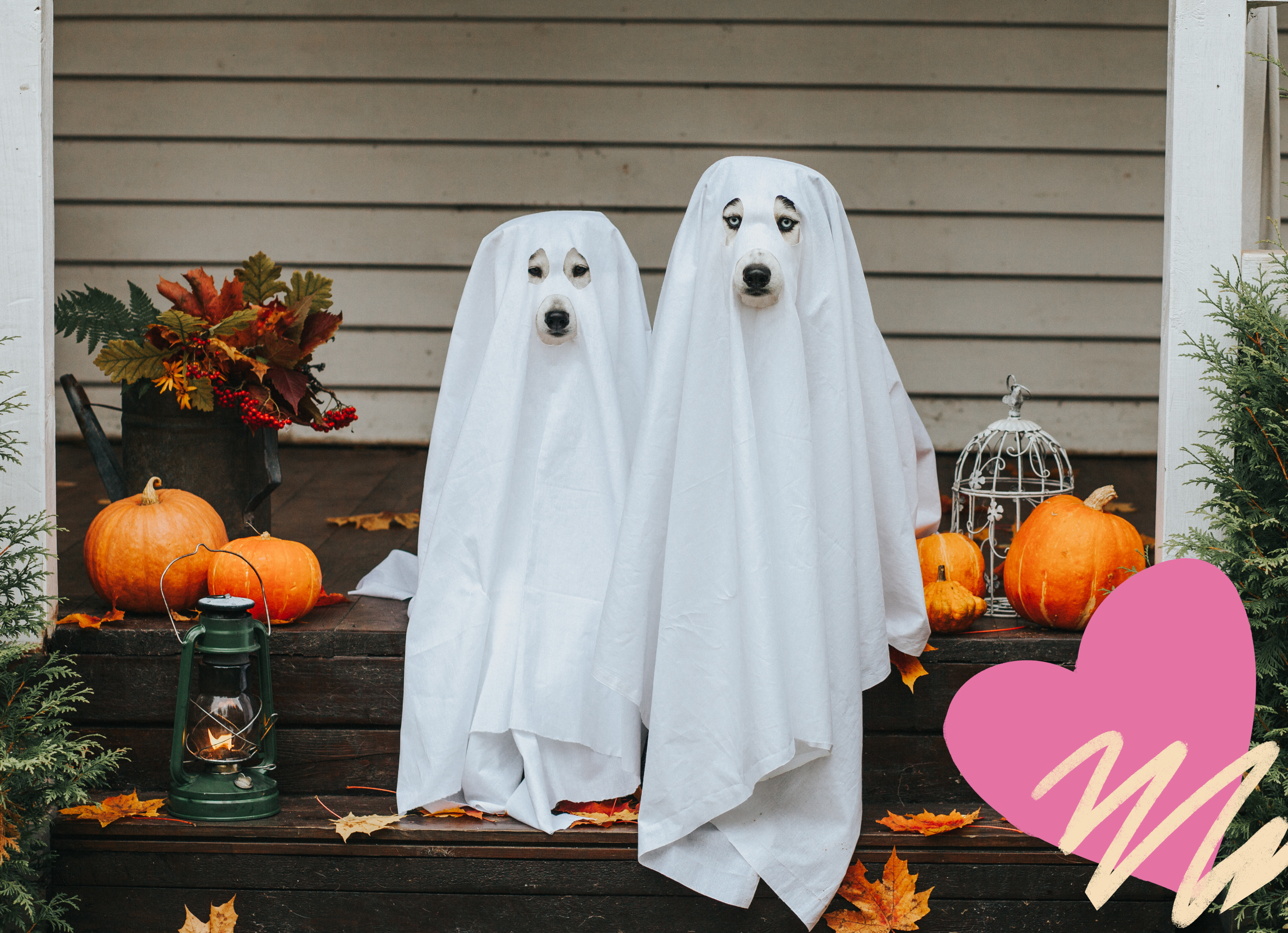 two dogs wearing ghost costumes sitting on porch steps that's decorated for fall. 