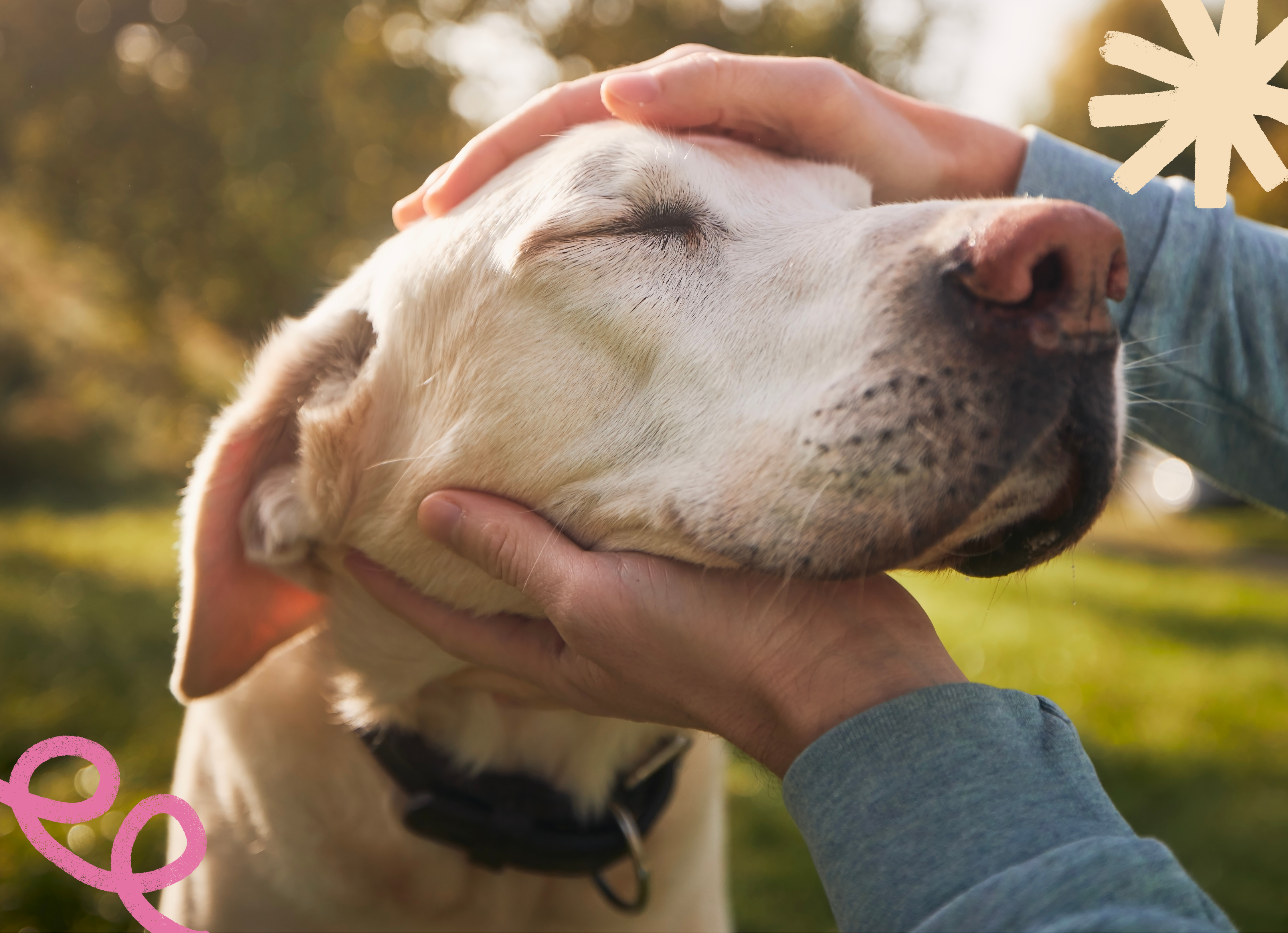 Yellow lab standing outside with its head being pet by a person