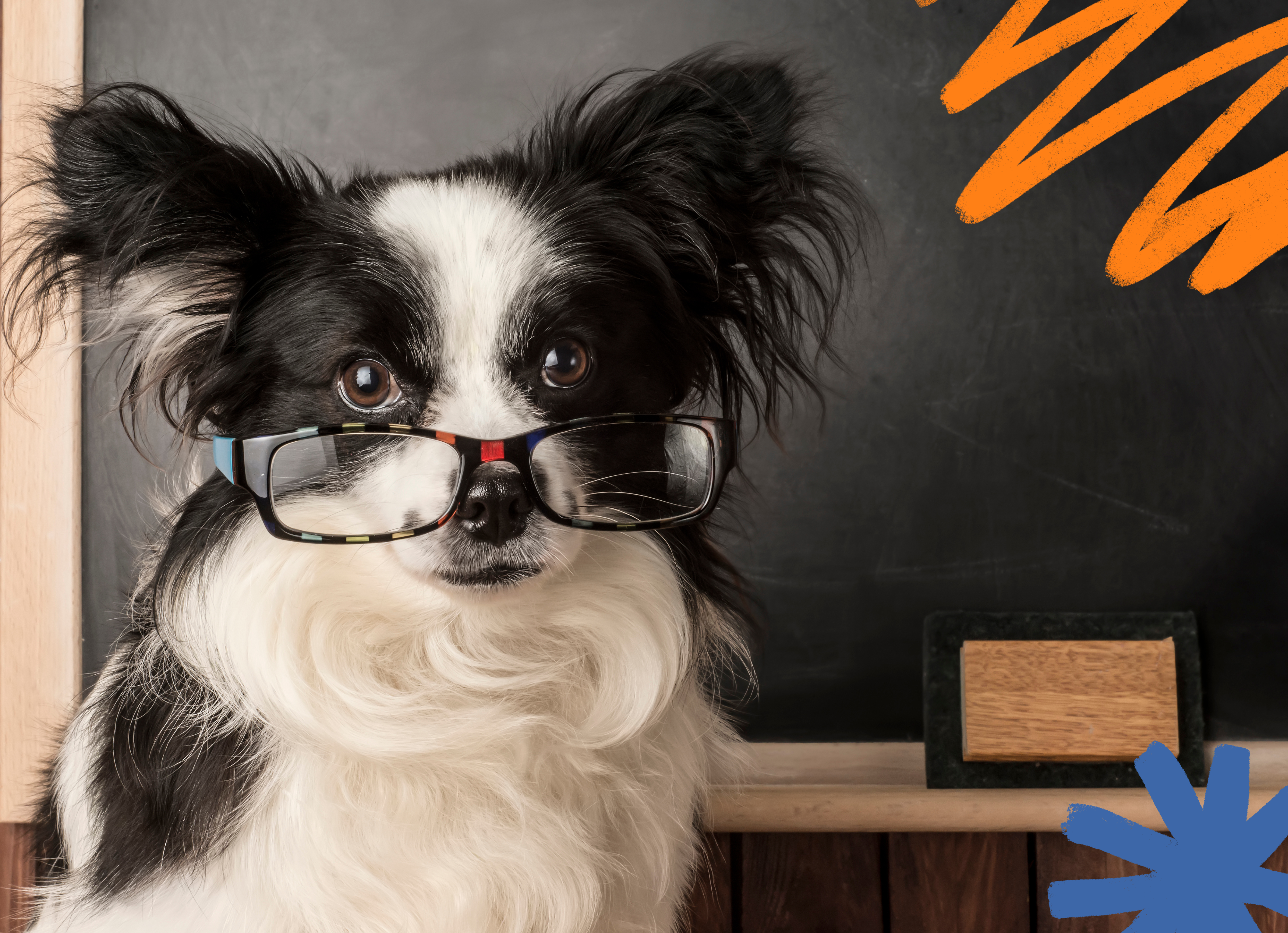 Black and white Papillon wearing glasses and sitting in front of a chalkboard 