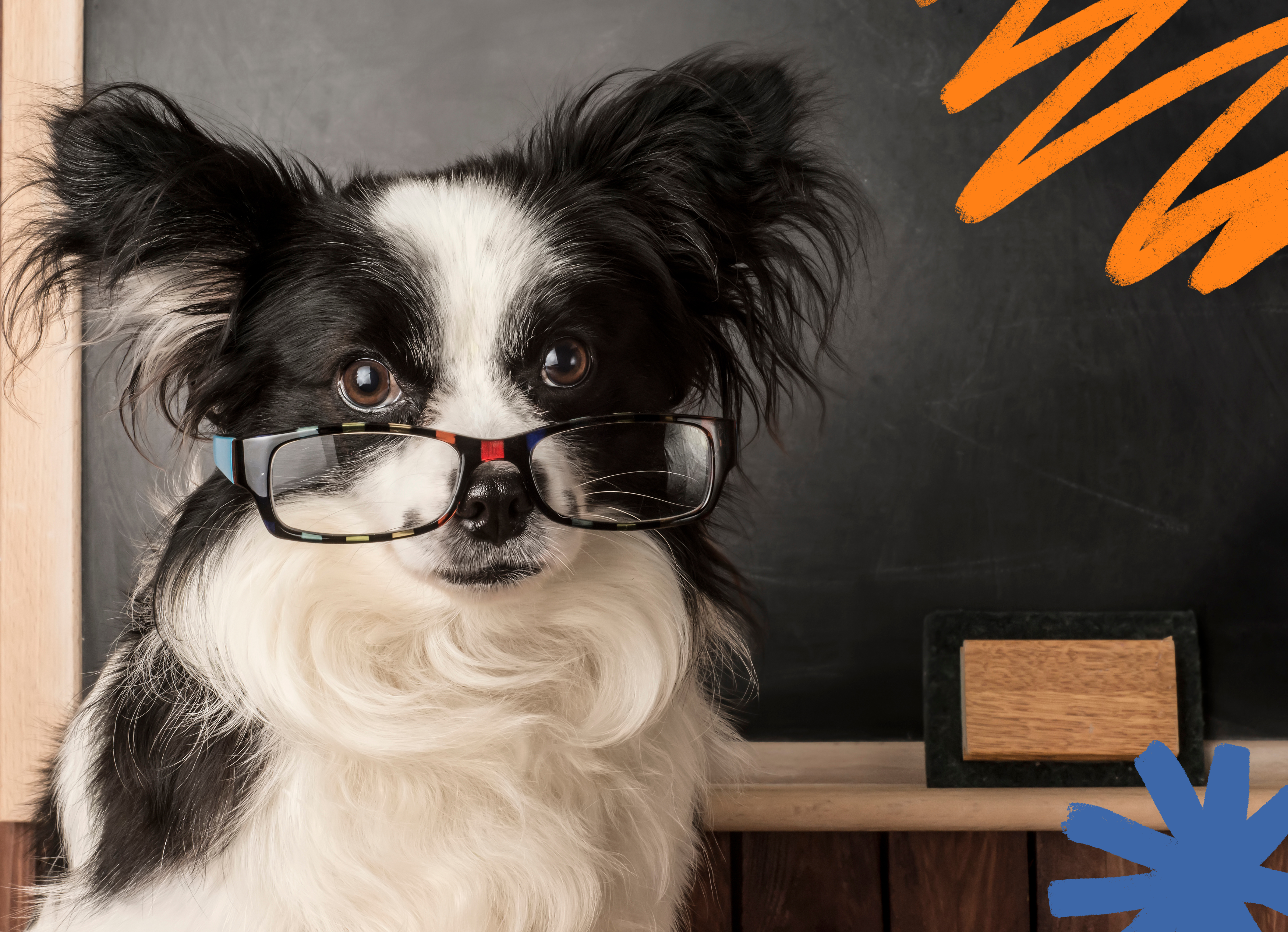 Preparing Your Dog for Back to School Season Routines