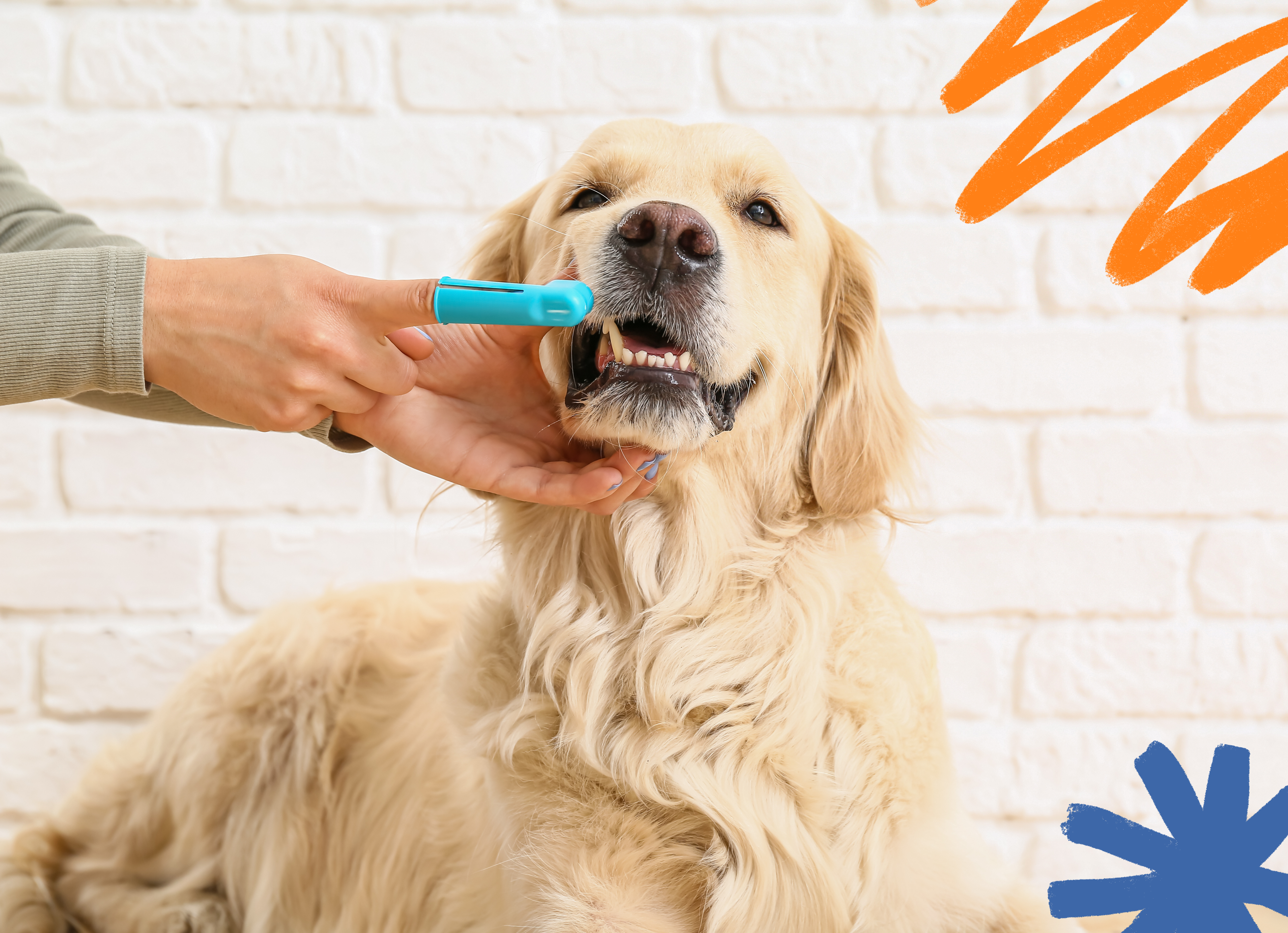 How to Properly Brush your Dog's Teeth